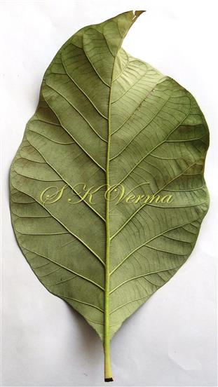  Leaf (Abaxial View)